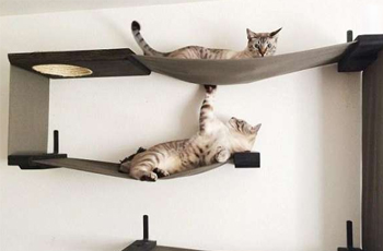 Cat climbing frame cleaning methods